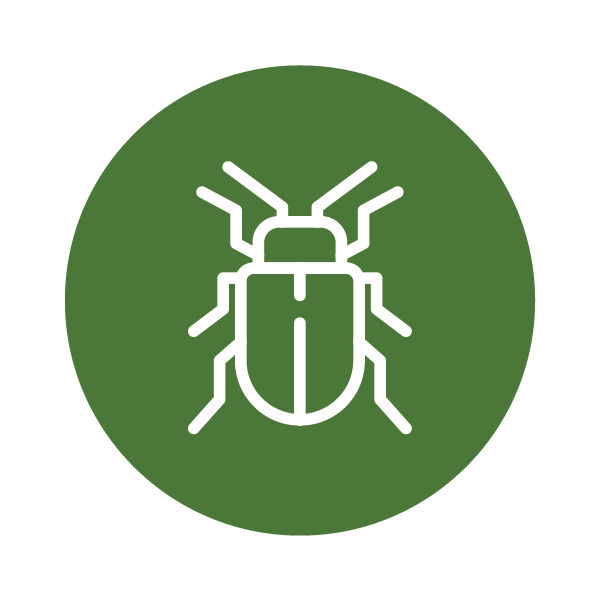 Insect icon