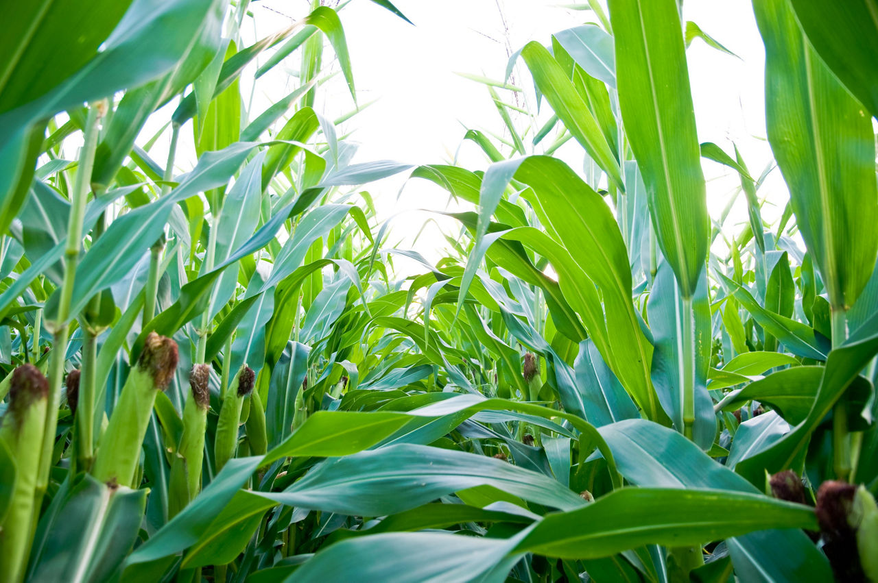 Corn Nitrogen Utilization
