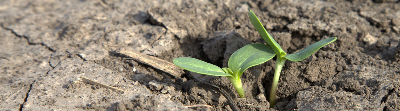 Tournesol : mettre toutes les chances de son côté dès le semis