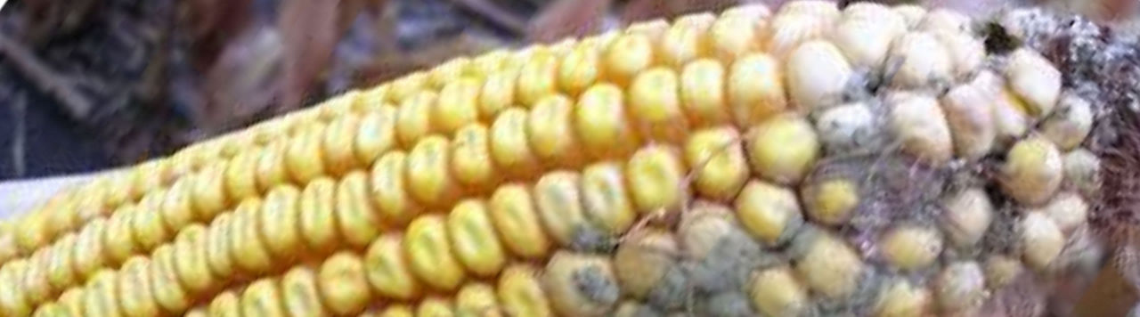 Chaleur et sécheresse augmentent le risque d’Aspergillus et d’aflatoxines