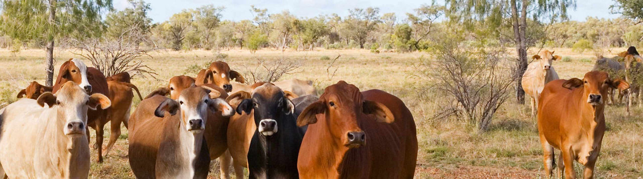 Biguine, la star bovine du Salon de l’Agriculture 2026