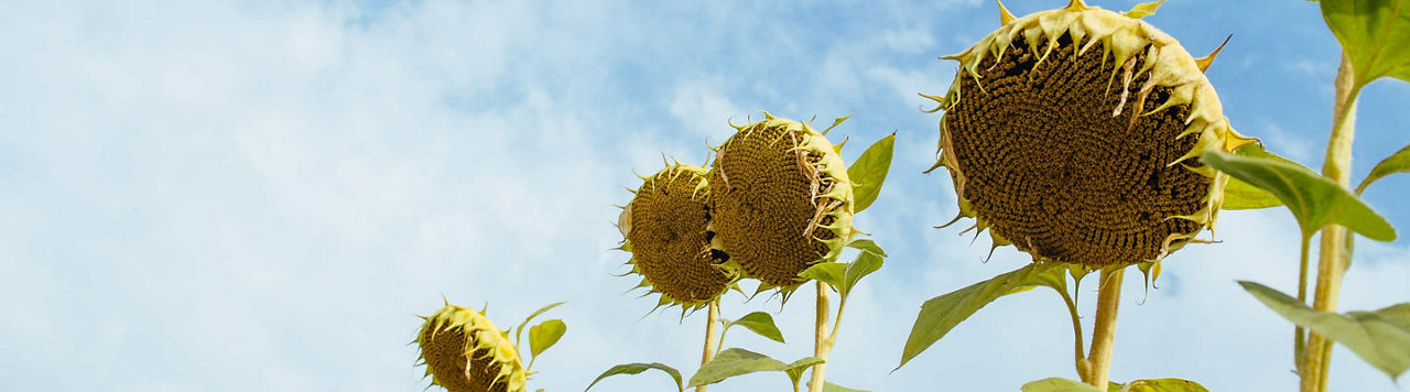 Récolte du tournesol : comment choisir le bon moment ?