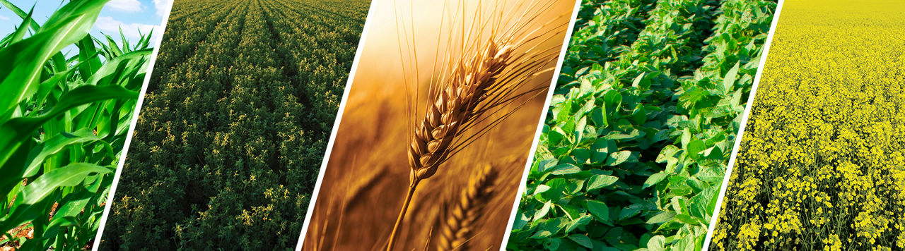 Brevant seeds