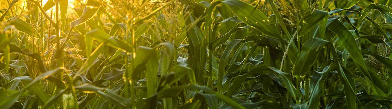 Corn