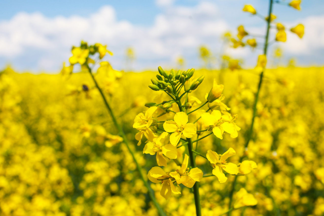 Oilseed rape