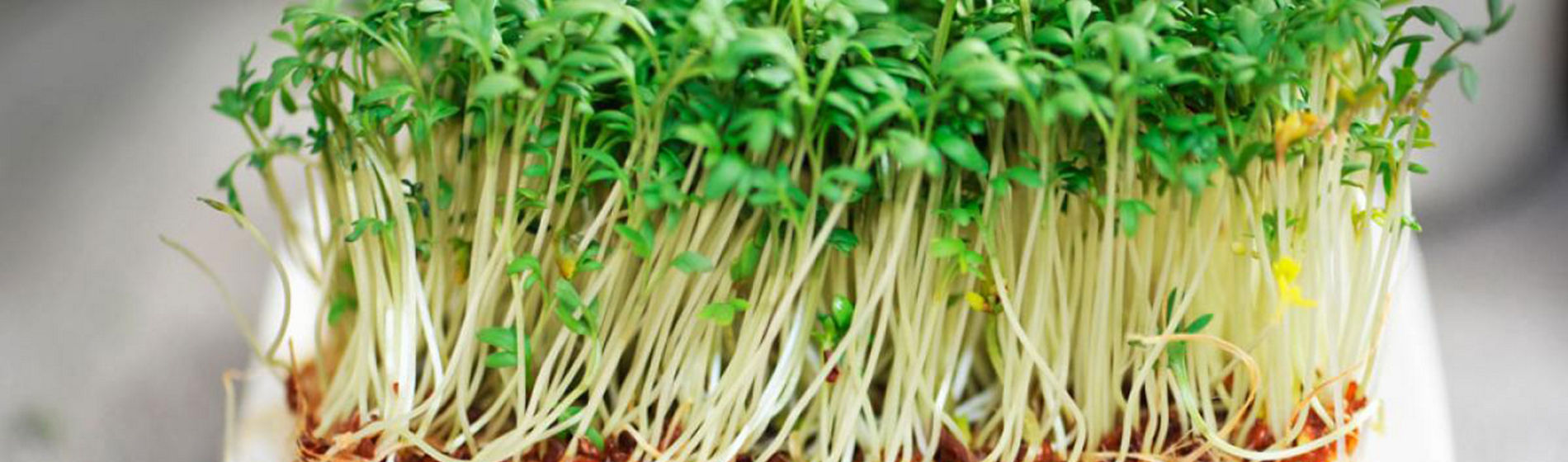 Alfalfa cultivada