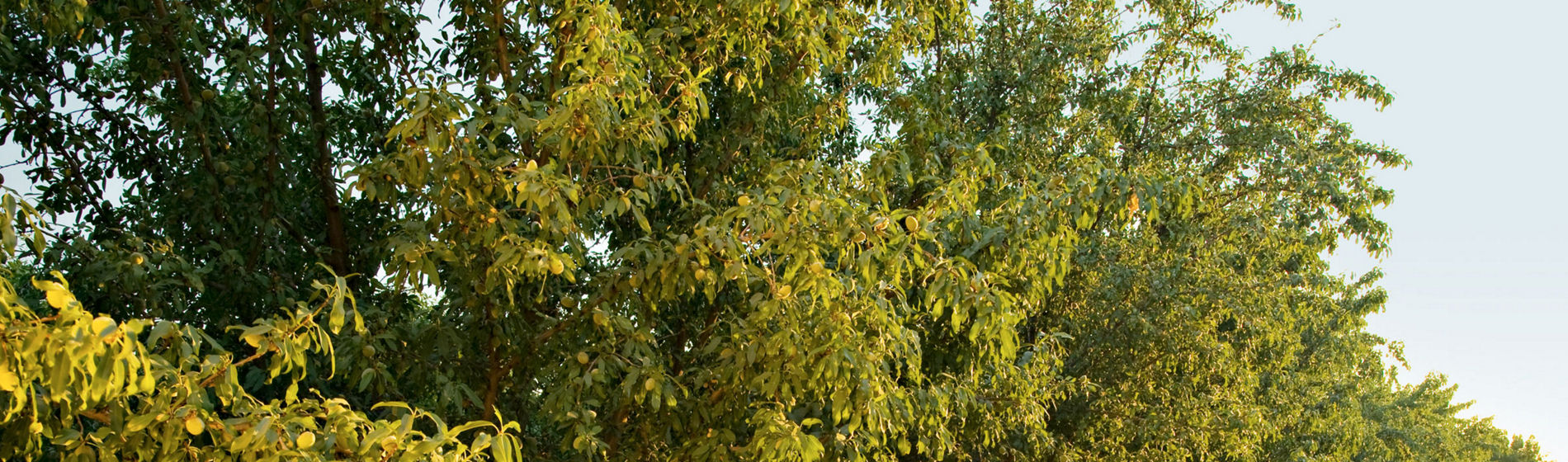 Cultivo de almendros