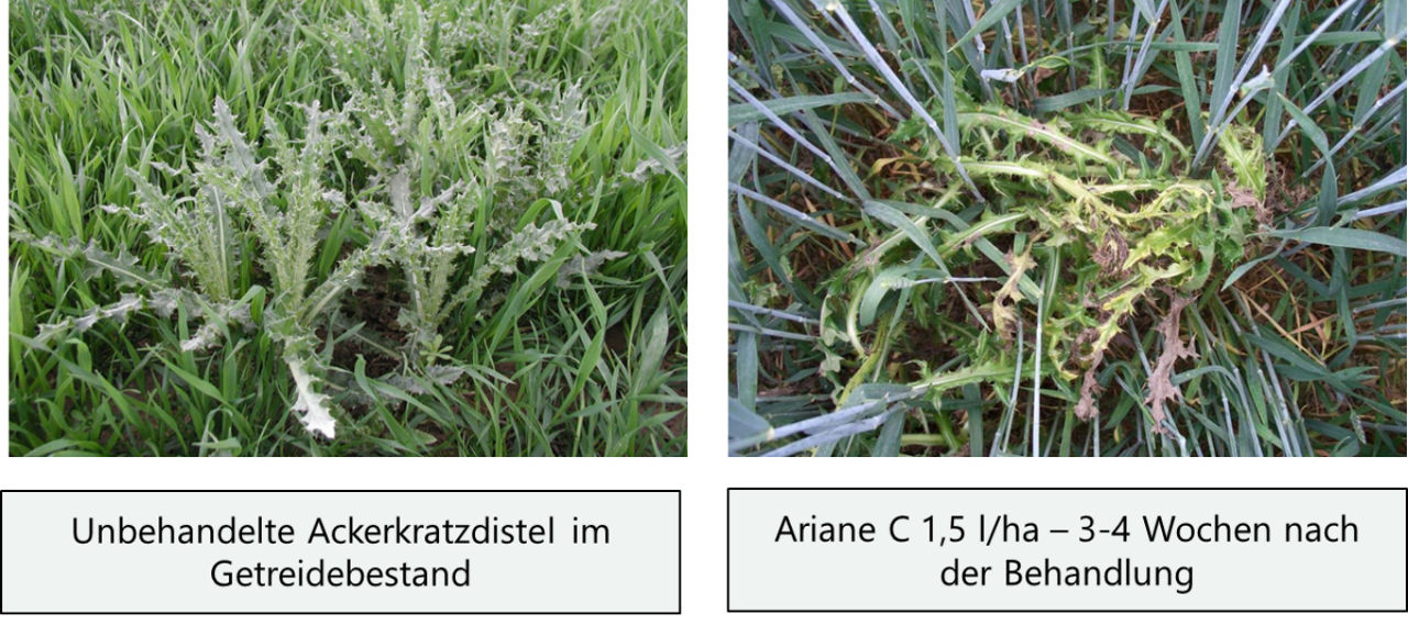Ariane C Ackerkratzdistel 