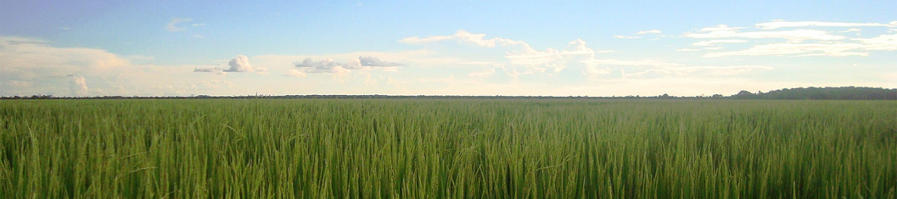 Paisaje de un cultivo de arroz