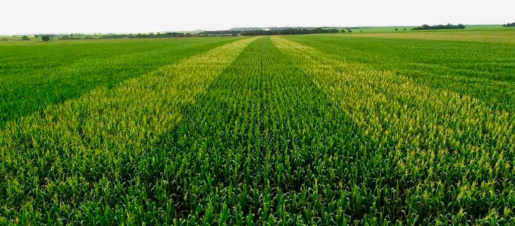 Nematoides e milho: Impactos na agricultura