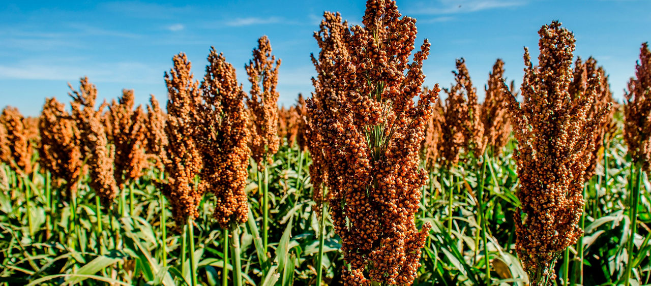Rentabilidade Sorgo
