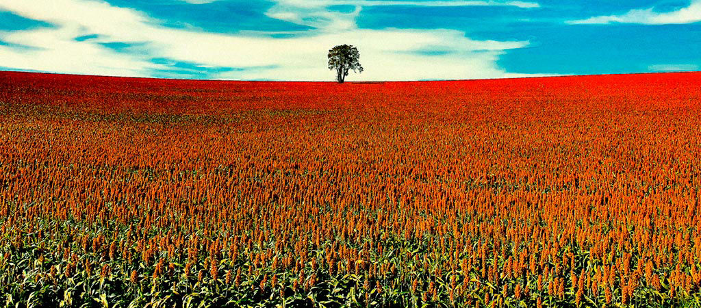 Lavoura de sorgo