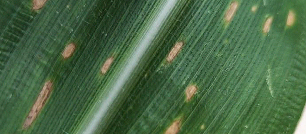 Mancha foliar no milho