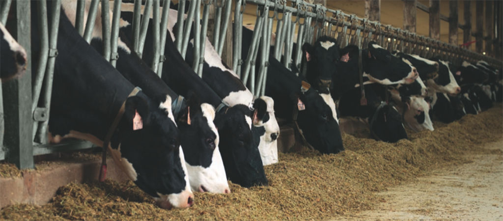 cows being fed