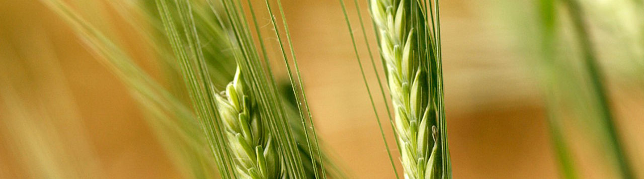Barley Ears