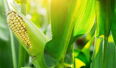 corn crop at sunset