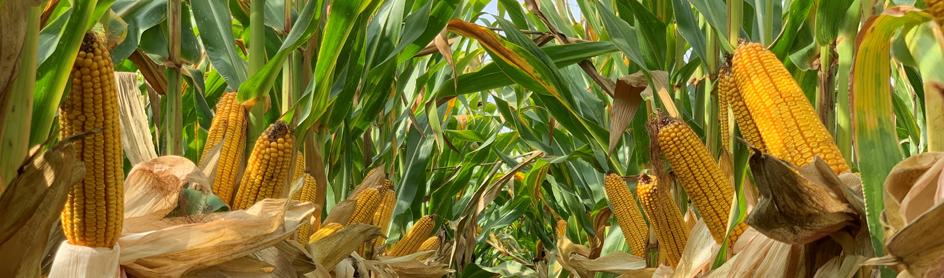 IMG-CORN_image_for_WEB_size_1500_600-Corteva-EU-HR-V1