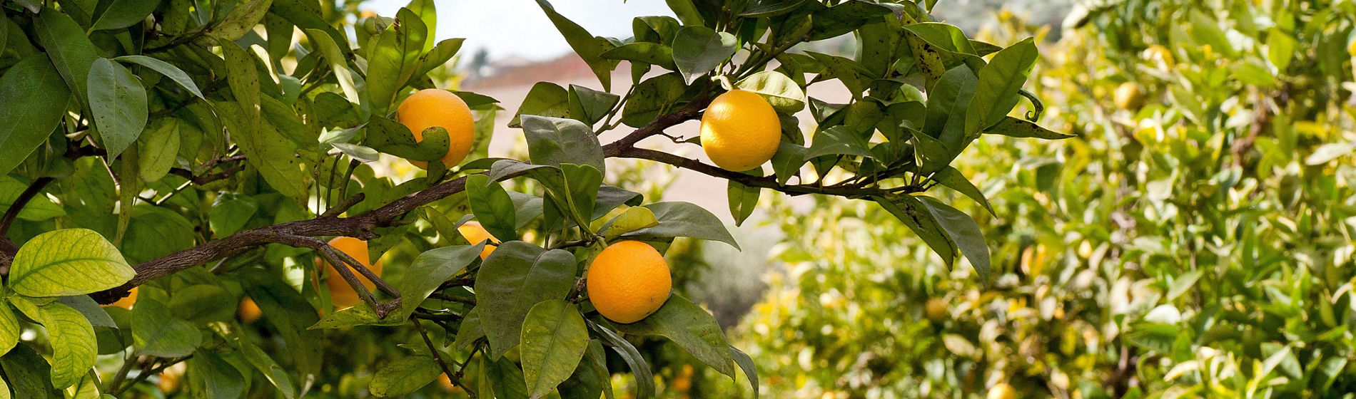 Árboles cítricos