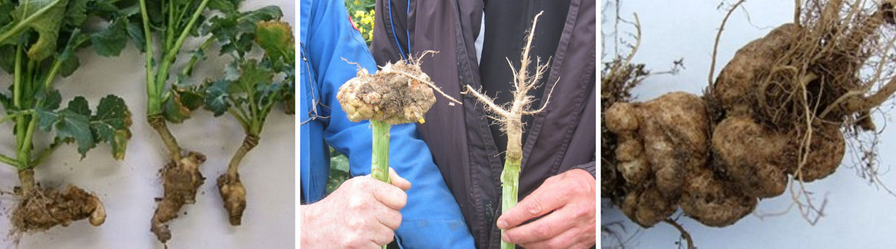 Clubroot