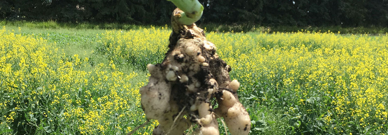 Obraz clubroot