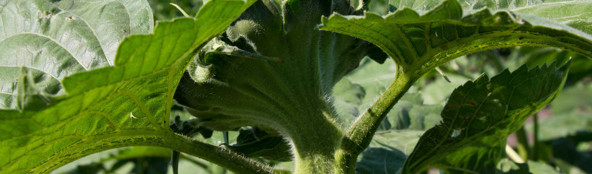 Comment bien observer la vigueur de ses tournesols ?