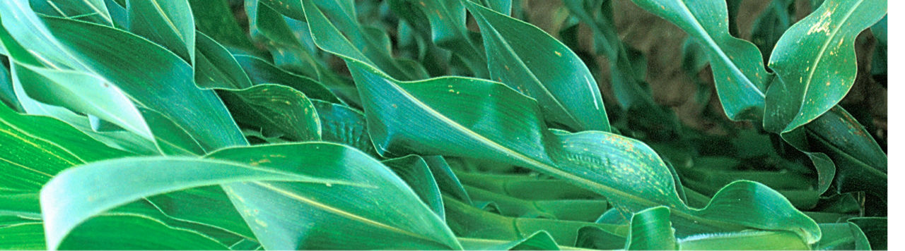 Common rust