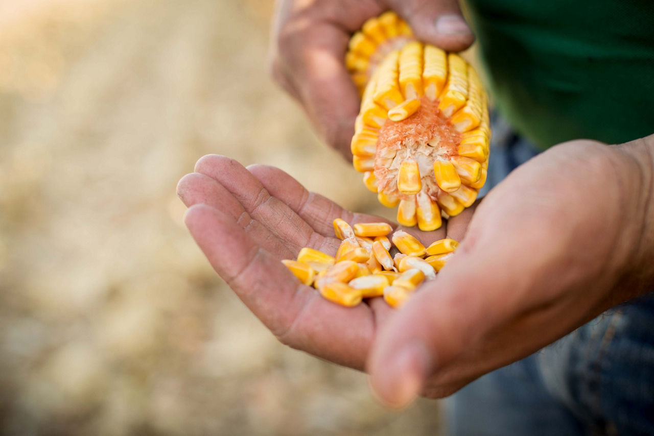 The 100th Harvest