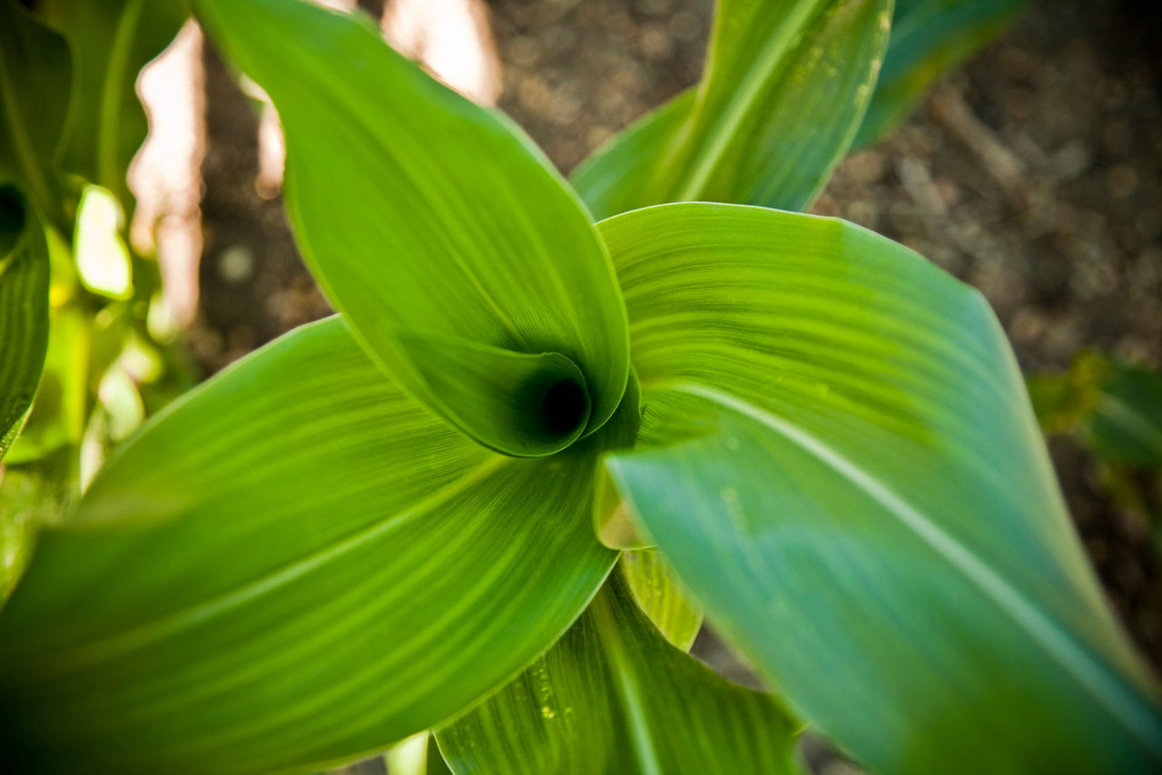 IMG-Corn-Whirl-Corteva-EU-DE-V1