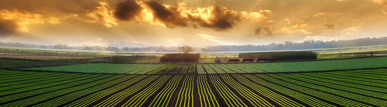 Campo de sementeira