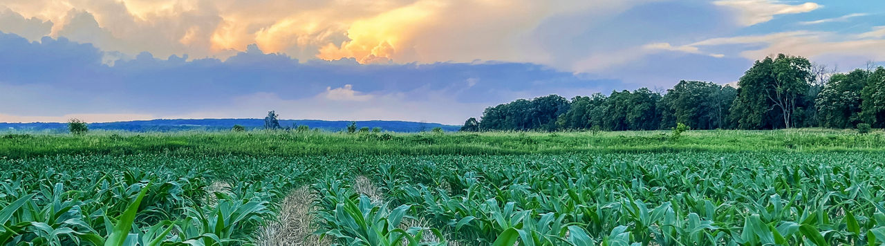 corn field with blue sky with clouds near sunset