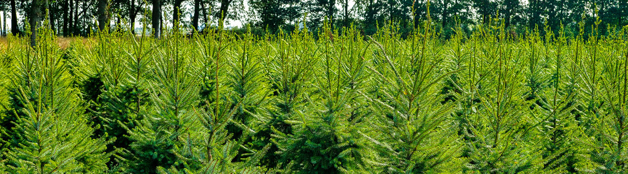 Corteva Baum und Forst