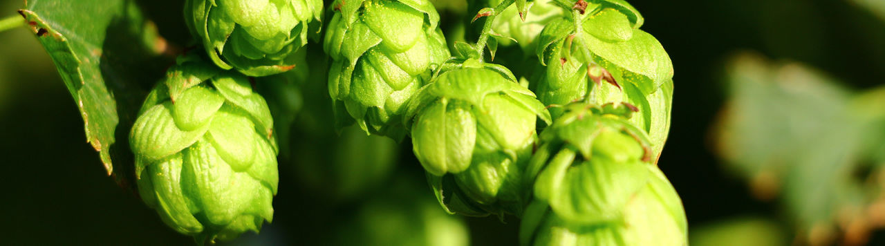 Corteva Hopfen