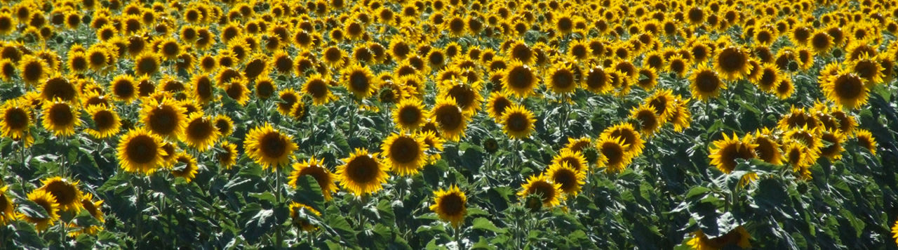 Corteva Sonnenblumen