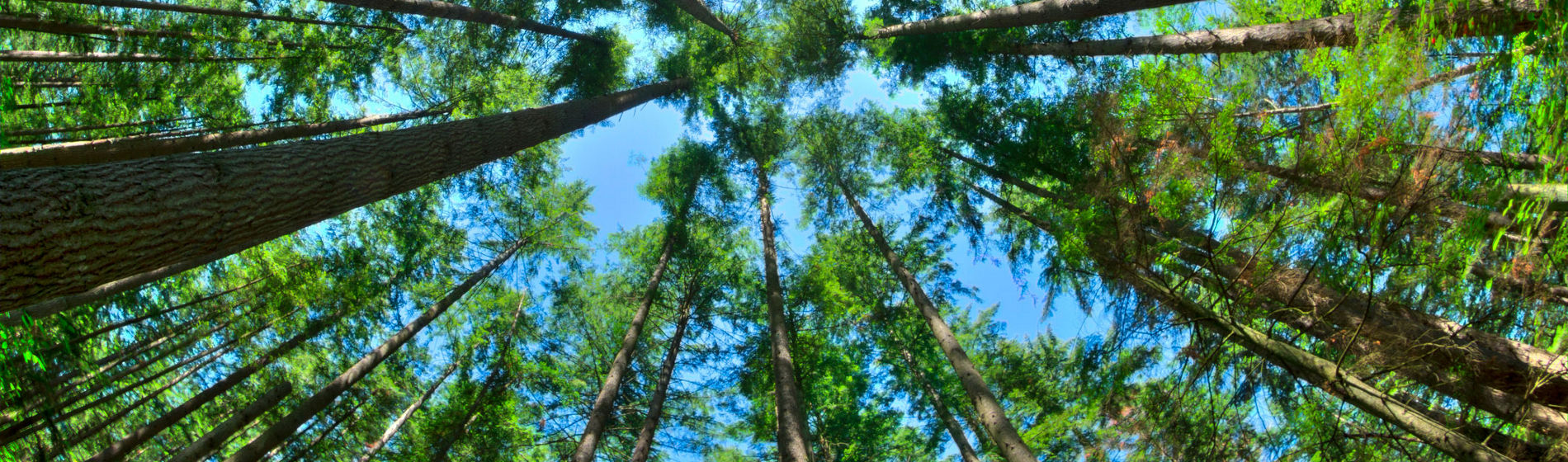 Día Mundial del Medio ambiente