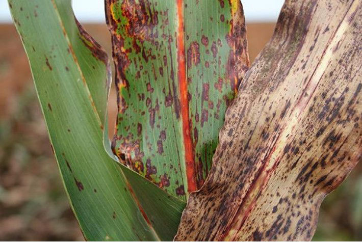 Imagem de uma planta de sorgo com antracnose