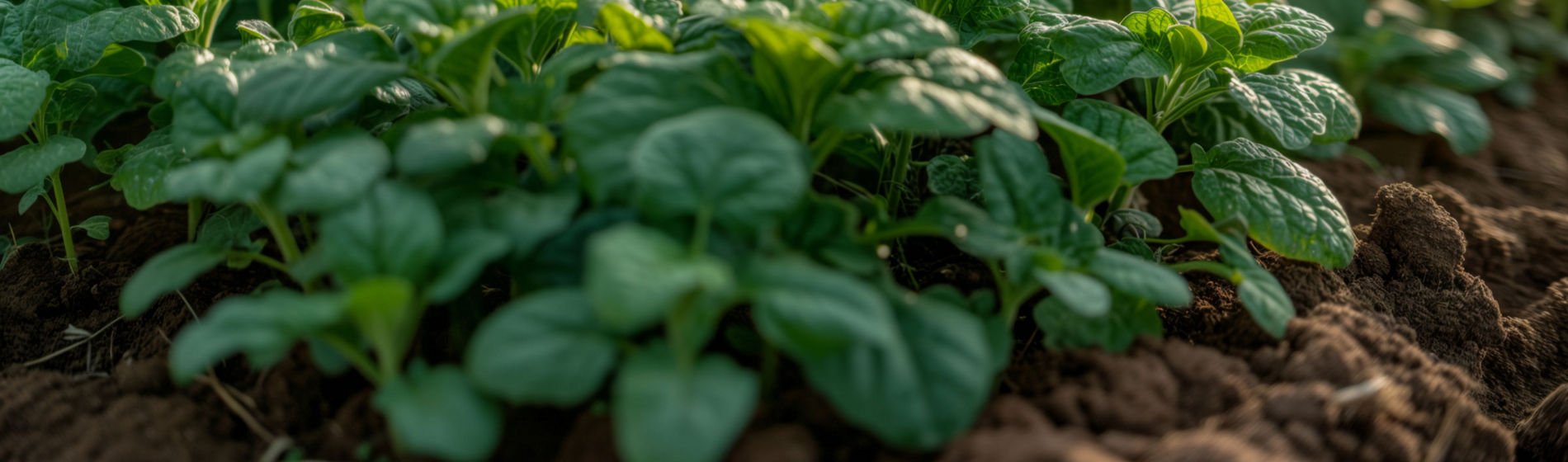 Reducir el impacto de las enfermedades en las plantas con técnicas de I+D