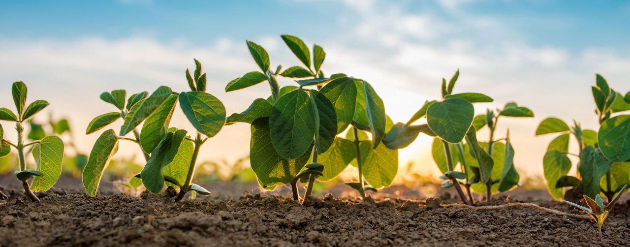 El cultivo de las leguminosas