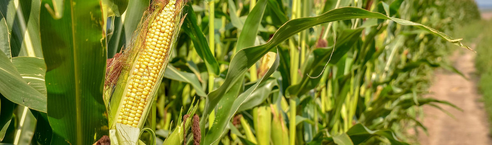 El cultivo del maíz