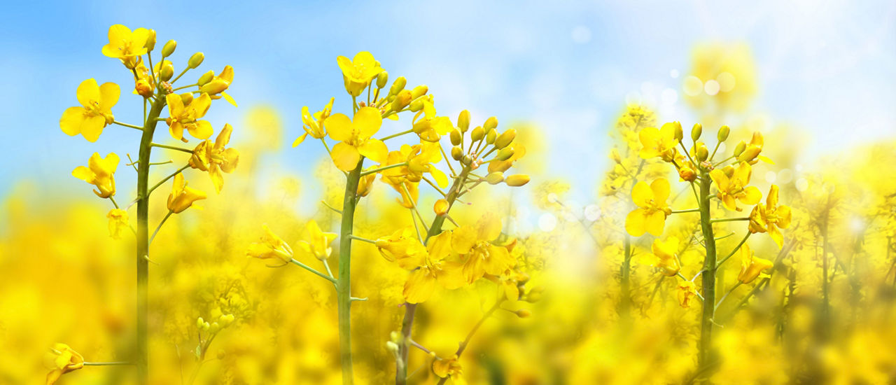 OSR crop