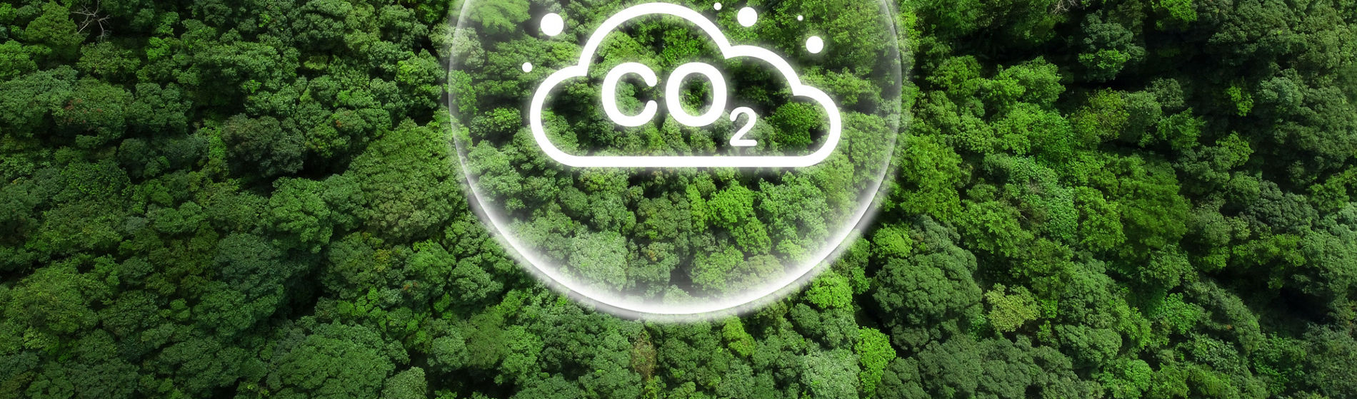 Día Mundial del Medio ambiente