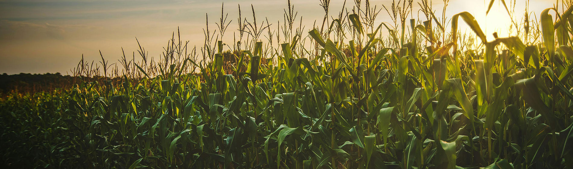 Amanecer en campo de maíz