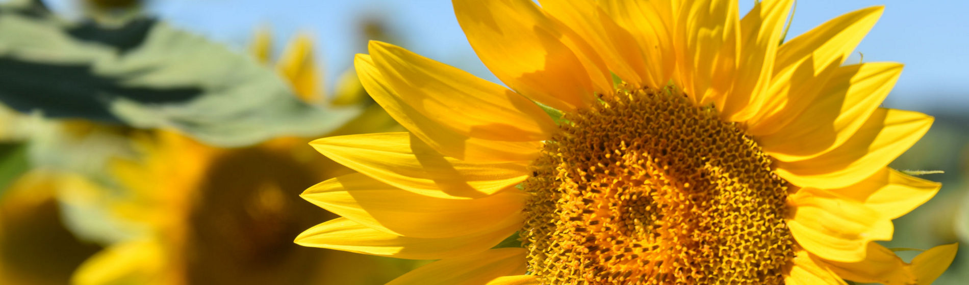 Evolución y futuro del cultivo del girasol