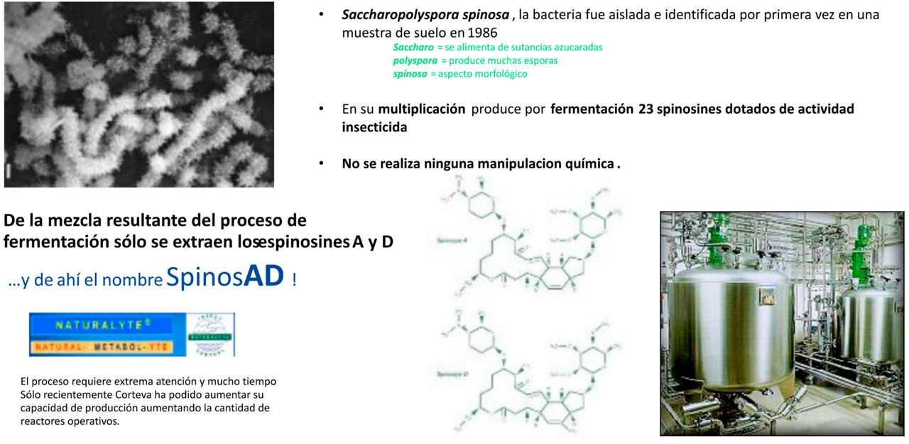 Figura 1.- Origen y proceso productivo