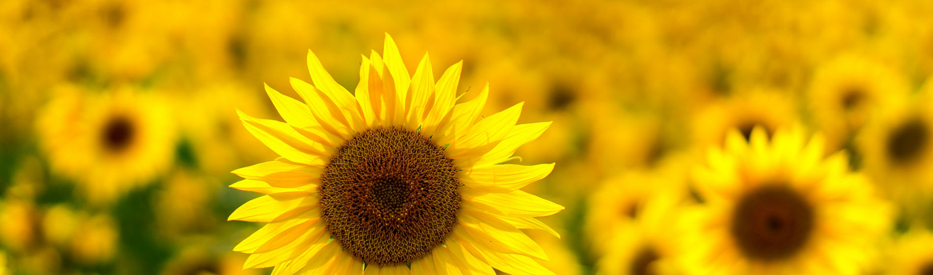 Girasol Banner