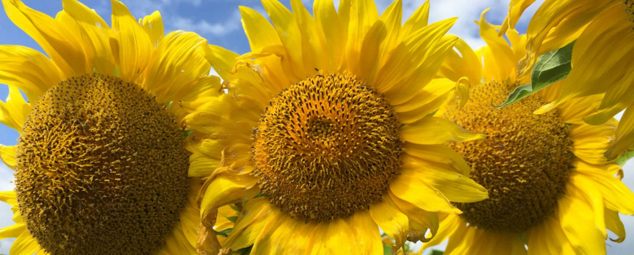 Semences tournesol
