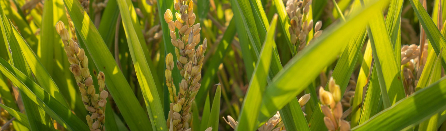 Control de la humedad en el cultivo del arroz