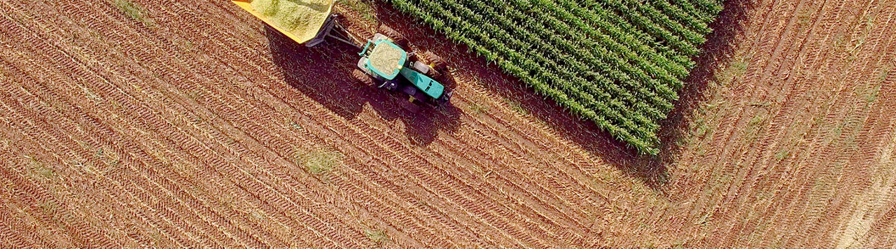 Inoculantes para silagem