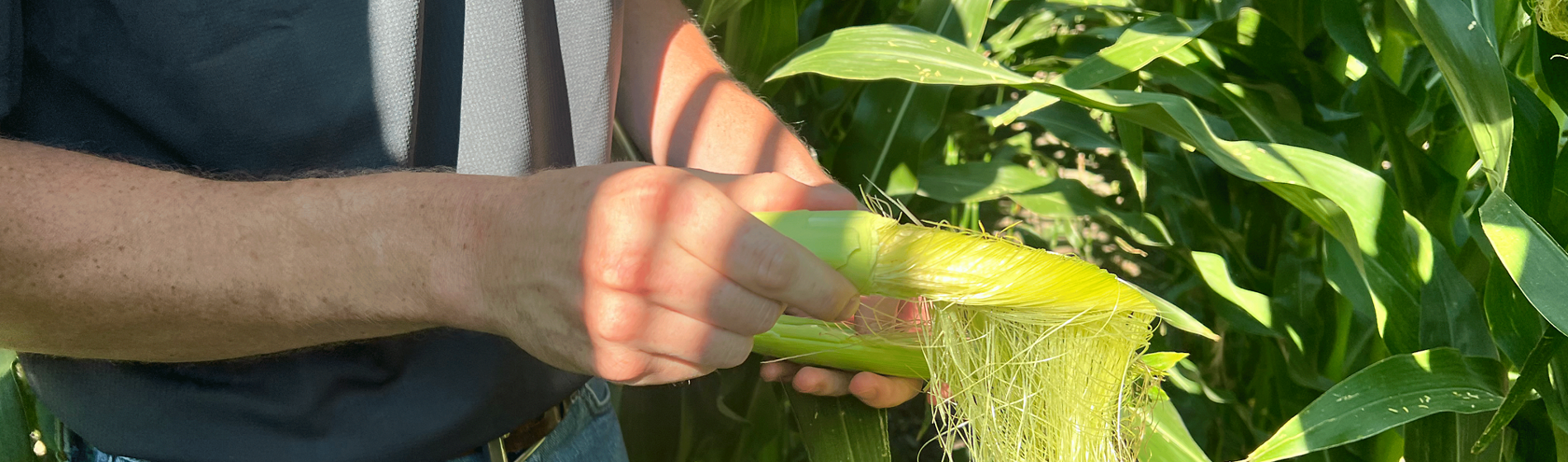 James Kleine checking corn in field