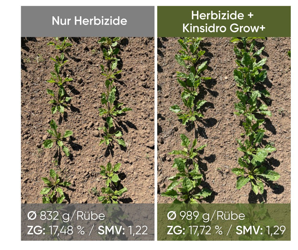 KinsidroGrow+_DE_2026_sugarbeet_1080x1920
