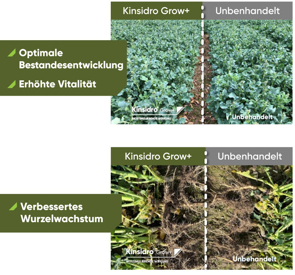 KinsidroGrow+_DE_2026_rapeseeds_1080x1920